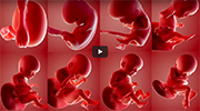  Fetal development month by month: Stages of Baby Growth in the Womb [July 12, 2017] 